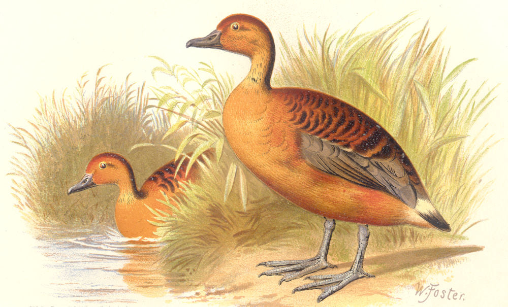 INDIAN GAME BIRDS. Large Whistler (Dendrocygna Major). Chromolitho. FINN 1915